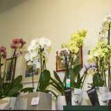 �A volte qualche uomo richiede l�orchidea � dichiara Dina �. Il motivo? � il simbolo della passione e della sensualit�: quindi viene regalato alla donna che si vorrebbe portare a letto�